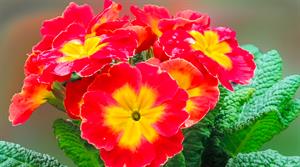 primrose